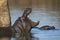 Young hippo standing in water yawning in Kruger Park in South Africa