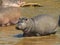 Young hippo walking in the mara river in masai mara, kenya