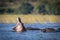 Young hippo yawning in Chobe River in Botswana