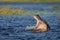 Young hippo yawning with mouth open in Chobe River in Botswana