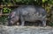 Young hippopotamus near the fence 2