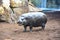 Young hippopotamus portrait taking sun