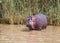 Young Hippopotamus standing in shallow water