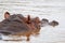 Young Hippopotamus surfaces to check it is safe to leave the water baring her teeth in the Kruger Park