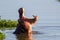 Young Hippopotamus surfaces to check it is safe to leave the water baring her teeth in the Kruger Park