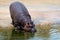Young Hippopotamus in the Zoo