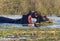 Young hippos play fighting among the reeds