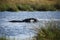 Young Hippos playing in the waters of the Okavango Delta