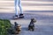 Young hipster girl driving on hoverboard at sunny park,