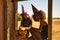 Young Hispanic and Latina women in witches` hats sitting in a window frame with a Halloween pumpkin in their hands