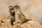 Young Hoary Marmots