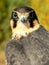 Young hobby falcon
