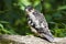 Young hobby falcon falco subbuteo