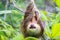 Young Hoffmann`s Sloth