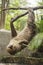 Young Hoffmann\'s two-toed sloth eating lentils