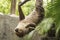 Young Hoffmann\'s two-toed sloth eating lentils