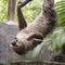 Young Hoffmann\'s two-toed sloth eating lentils