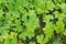 Young hogweed plant in spring