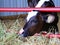 Young Holstein calf eating hay