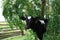 Young Holstein Calf Peers Out from Locust Tree Foliage