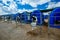 Young Holstein calves in blue calf-houses at diary farm