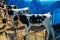 Young Holstein Freisian calves in blue calf-house at diary farm