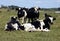 Young holstein herd