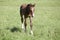 Young Holsteiner foals