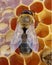 Young Honey Bee Drone on Honeycomb