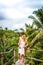 Young honeymoon couple posing on the bridge deep in the jungle. Rainforest of Bali island. Romantic shoot. Indonesia.