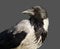 Young hooded crow