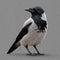 Young Hooded Crow