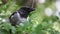 Young hooded crow chick nesstling