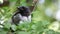 Young hooded crow chick nesstling