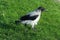 Young Hooded Crow Fledgling in Grass