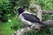 Young Hooded Crow Perched on a Tree