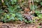 Young hoopoe near the nest