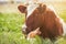 A young horned cow of brown color lies on a meadow.