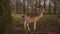 A young horned deer close-up among the trees through a lattice fence. A wild animal behind a hedge. Beautiful fawn