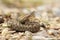 Young horned european viper on ground