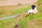 Young horned lamb resting on grass