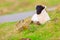 Young horned lamb resting on grass