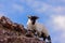 Young horned lamb on the rock