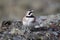 Young Horned Lark (or shore lark) showing off