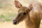 Young hornless deer close-up, portrait close up