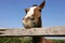 Young horse chewing fence at farm summertime funny scene