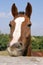 Young horse chewing fence at farm summertime funny scene