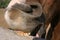 Young horse chewing fence at farm summertime funny scene