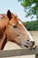 Young Horse Crib-Biting on a Fence