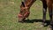 A young horse eats grass in the meadow. Horse head close up.